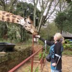 This picture shows the neck of a giraffe coming in from the left of the scene, as it has its face in the palm of Counsellor Kate Crosson, who is standing behind a railing, facing the giraffe. Behind them, are trees, bushes and rondawels. In her other hand, she is leaning on a crutch. She is wearing a long, dark jersey over a blue and black top. Her blond hair is tied back into a pony tail. There is a large dark bucket beneath the neck of the giraffe and a railing in front of Kate.